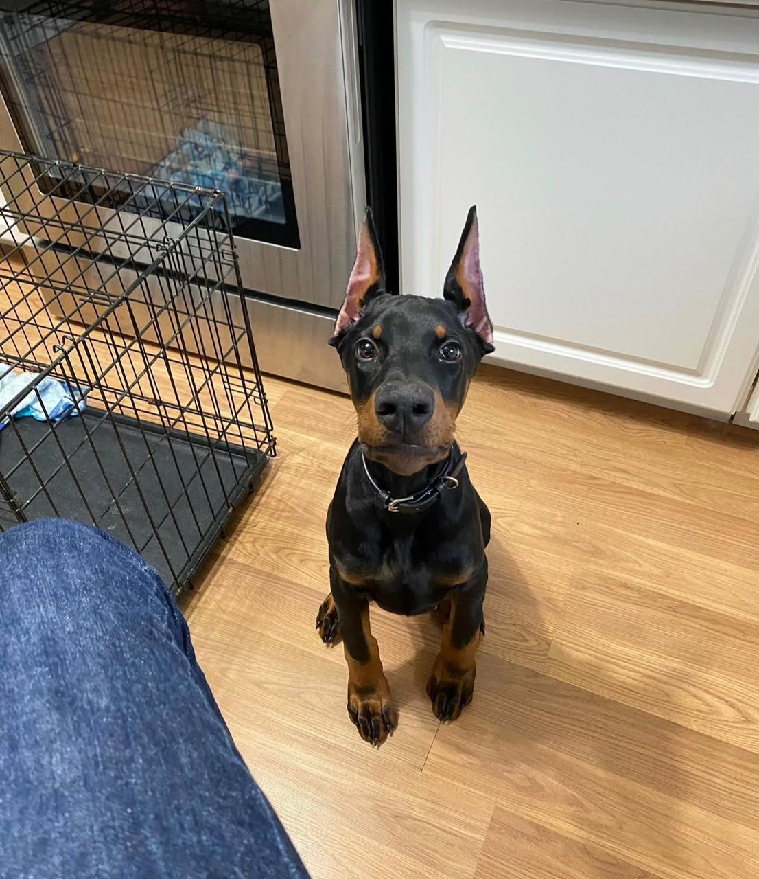 WhatsApp Image 2026-02-14 at 5.29.10 AM